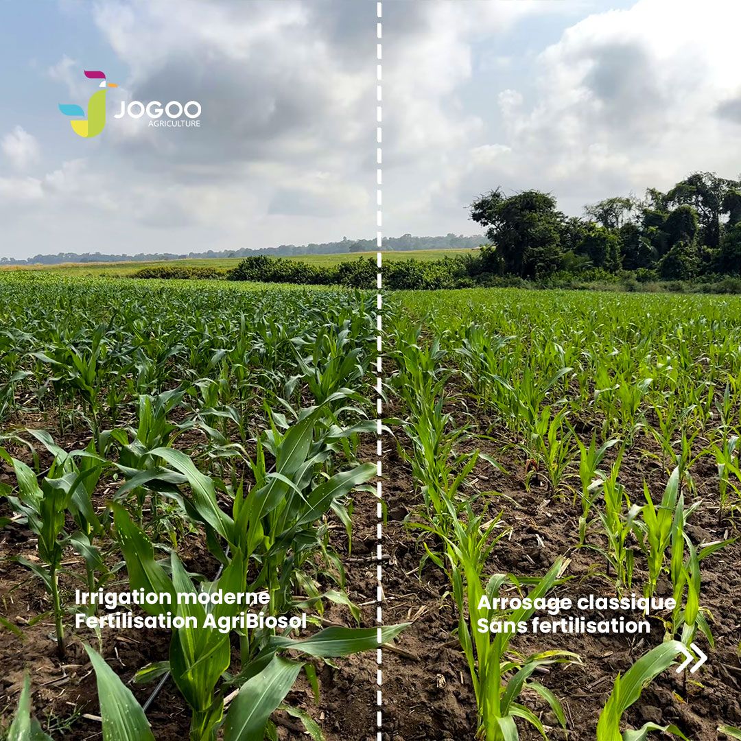 Champ de maïs comparé avec et sans irrigation et fertilisation AgriBiosol