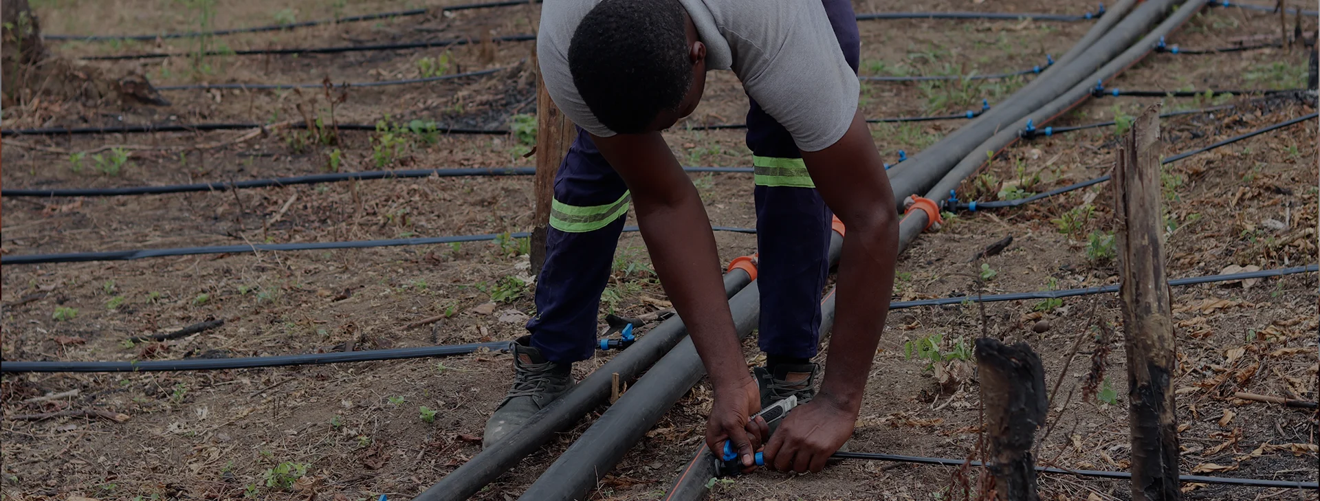 Technicien JOGOO installant une ligne de goutte à goutte au champ