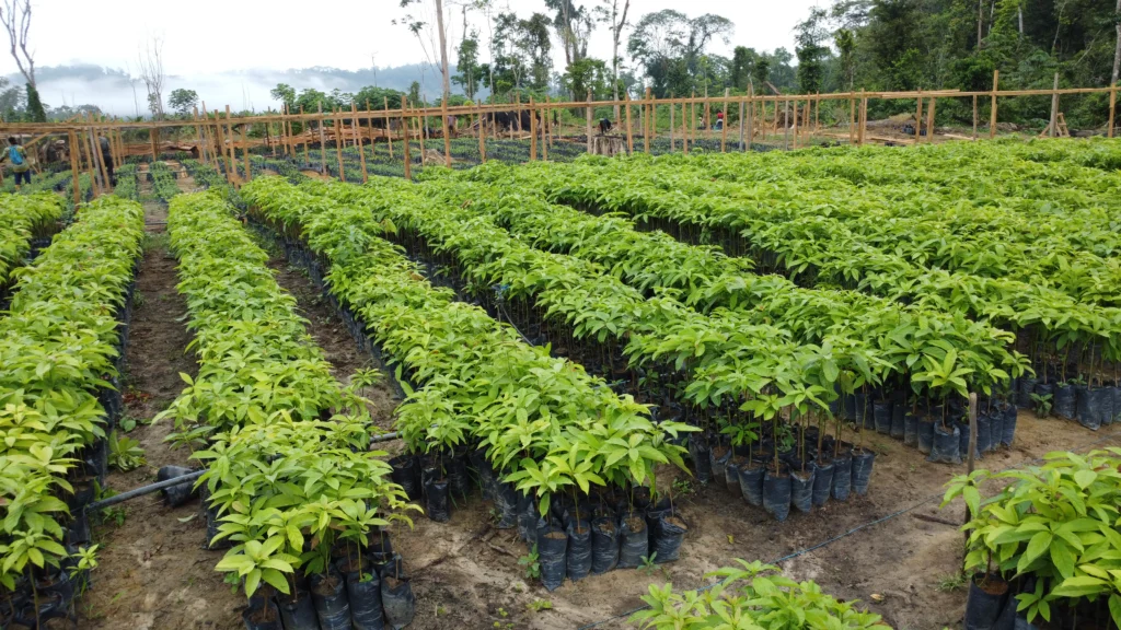 Rangées de jeunes plants en sachets dans une pépinière suivie par JOGOO Agriculture