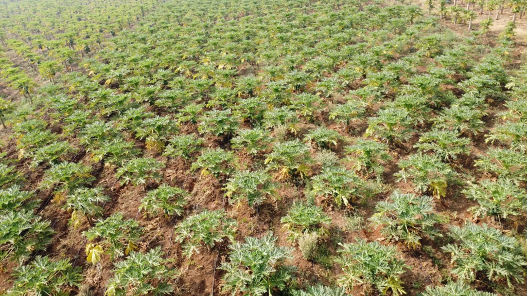 Parcelle cultivée en rangs réguliers vue du ciel, sol rouge et plants vigoureux