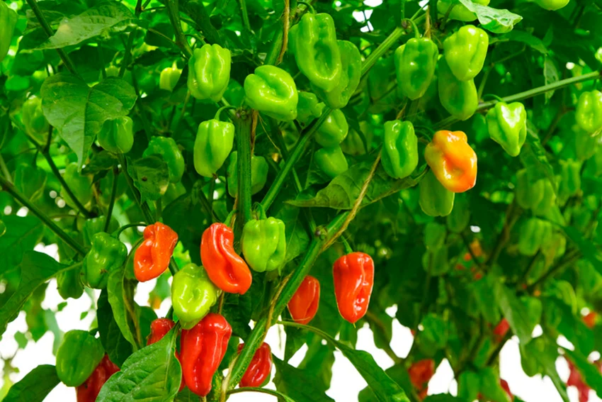 Piments sur le plant en pleine production