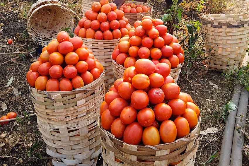 Paniers de tomates fraîchement récoltées