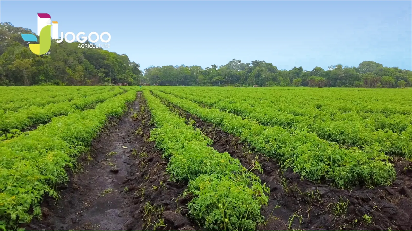 Rangs de cultures irriguées au goutte-à-goutte sous un ciel bleu, JOGOO Agriculture