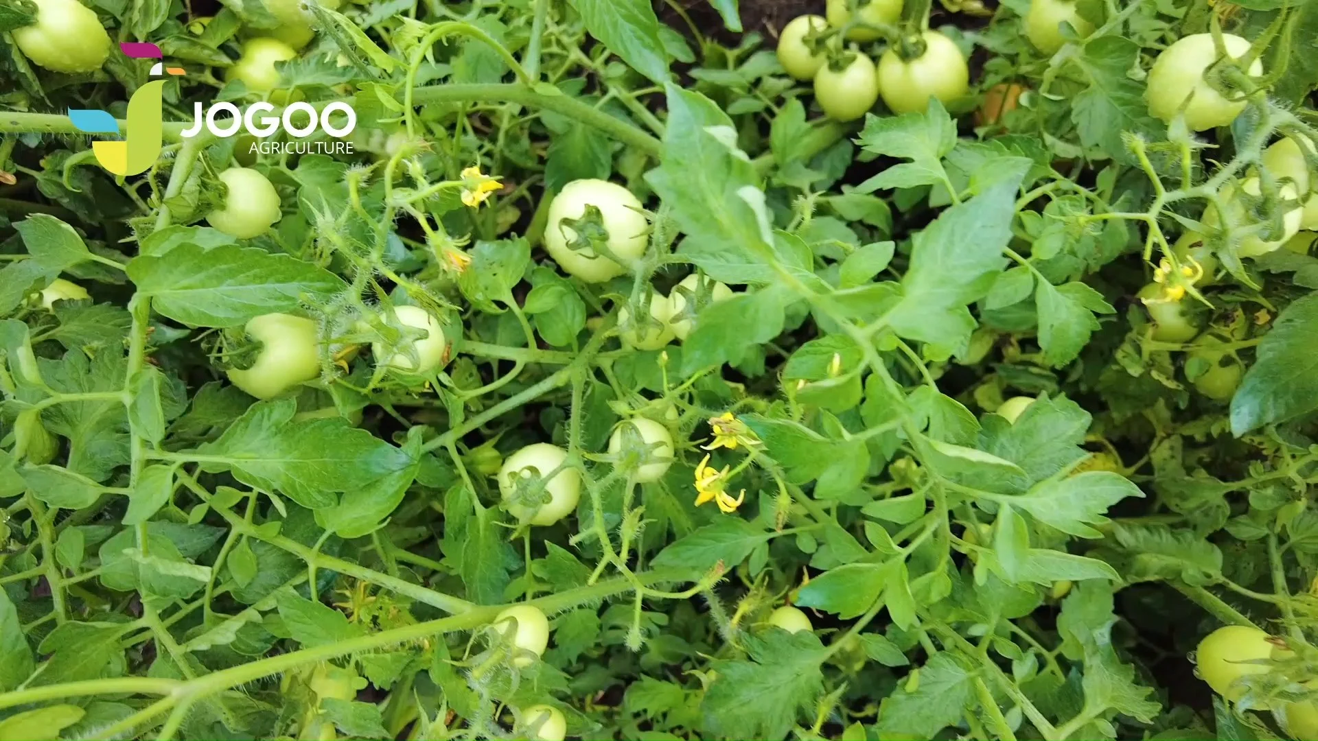 Grappes de tomates sur une culture protégée et fertilisée par JOGOO