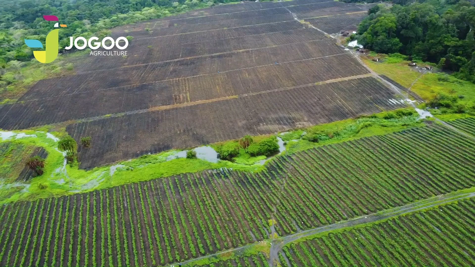 Nouvelle parcelle préparée à côté de cultures en place, projet clé en main JOGOO