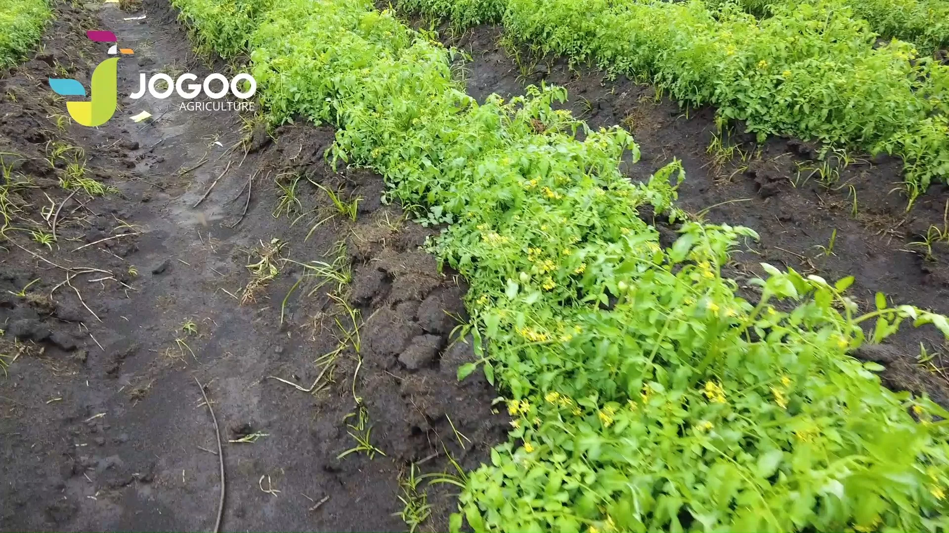 Rang de culture vigoureuse sur sol fertilisé, suivi agronomique JOGOO